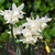 Narcis Starlight Sensation - 3 ks v balení