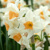 Narcis Kapiti Peach - 3 ks v balení