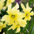 Narcis Exotic Mystery - 3 ks v balení