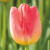 Tulipany Judith Leyster -  ks v balení