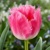 Tulipany Dallas - 5 ks v balení