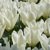 Tulipany Emperor White - 5 ks v balení