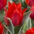Tulipany Rob Verlinden - 5 ks v balení