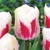 Tulipany Tango - 5 ks v balení