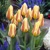 Tulipany Miskoded - 5 ks v balení