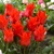 Tulipany Oriental Beauty - 5 ks v balení