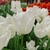 Tulipany White Marvel - 5 ks v balení