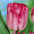 Tulipany Ganders Rhapsody - 5 ks v balení