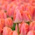 Tulipany Zantucot - 5 ks v balení