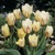Tulipany White Fire - 5 ks v balení