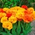 Tulipany Sunlover - 5 ks v balení