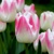 Tulipany Inez - 5 ks v balení