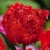 Tulipany Crystal Beauty - 3 ks v balení