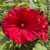 Hibiscus bahenný Luna Red