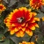 Heliopsis Bonfire Sunset