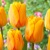 Tulipany Apeldoorn Blushing - 5 ks v balení