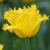 Tulipany Maja - 5 ks v balení