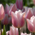Tulipany Gabriella - 5 ks v balení