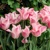 Tulipany Miss Elegance - 5 ks v balení