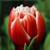 Tulipany Concorde - 5 ks v balení