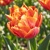 Tulipany Bonanza - 3 ks v balení