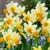 Narcis Spring Sunshine - 3 ks v balení