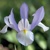 Iris Hollandica Claires Delight - 10 ks v balení
