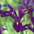 Iris Hollandica Purple Sensation - 10 ks v balení