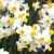 Narcis Canaliculatus - 5 ks v balení